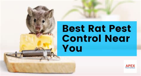 rat catchers poole|Pest Control Near Me .